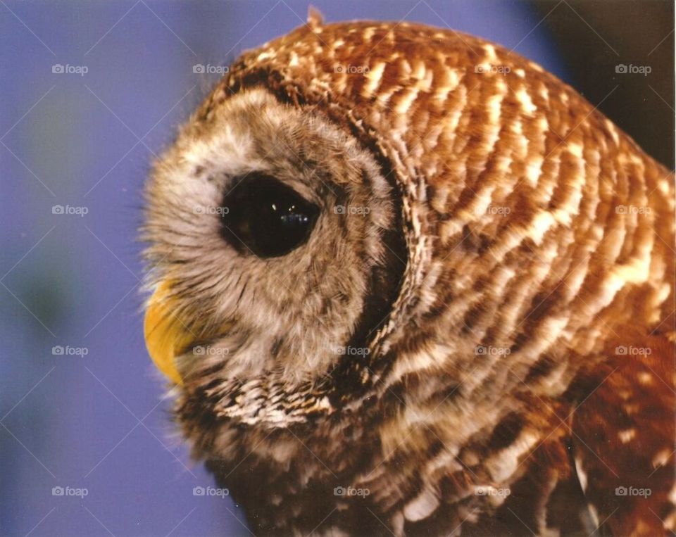 Owl profile