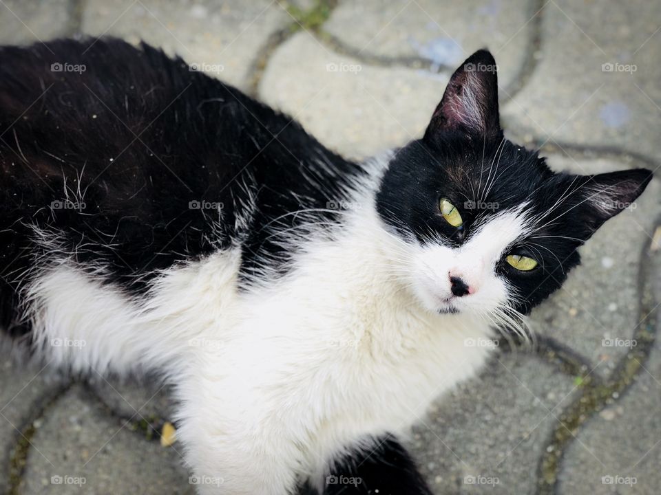 Green eyes of a cat