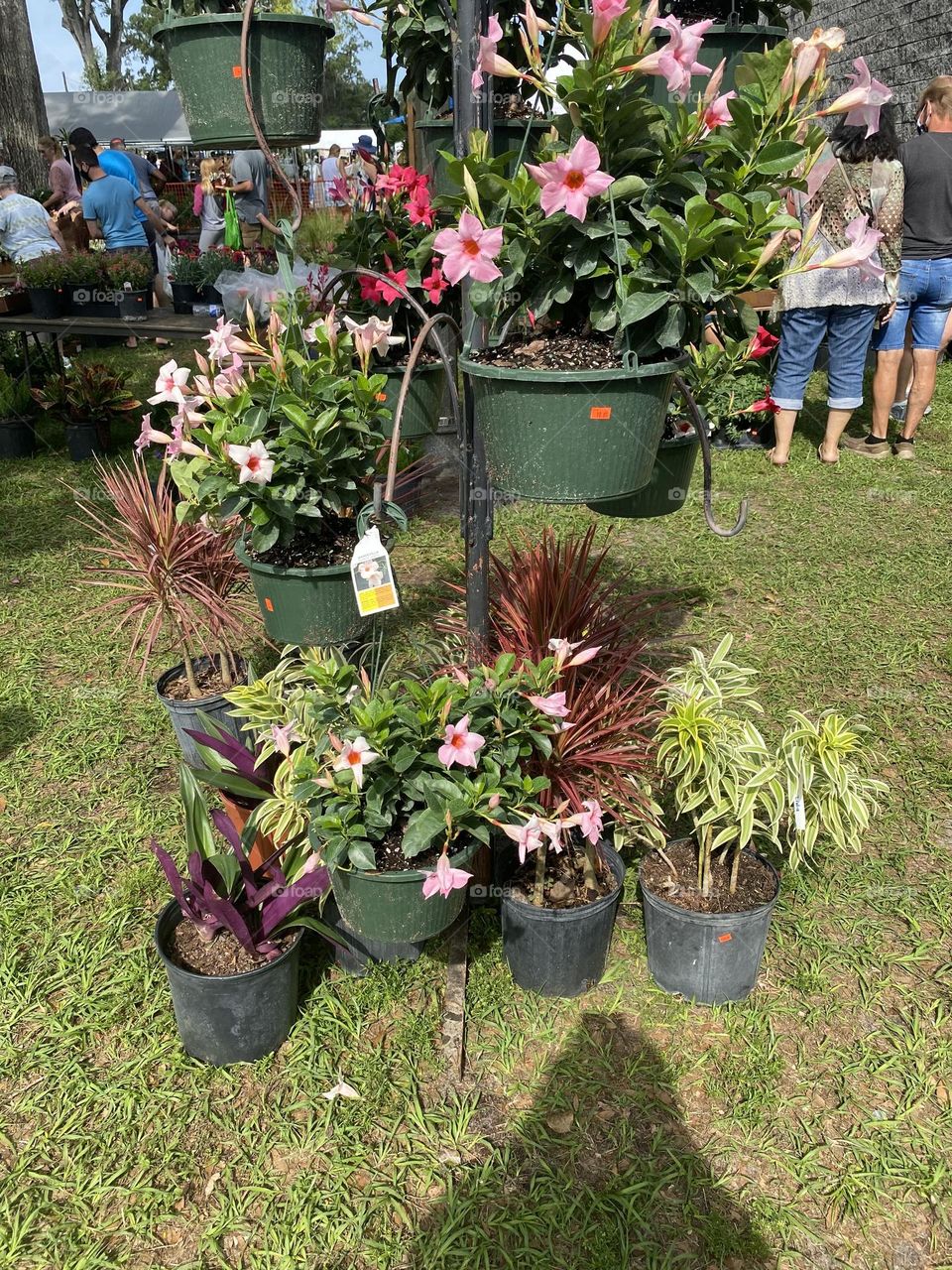 Potted plants for sale