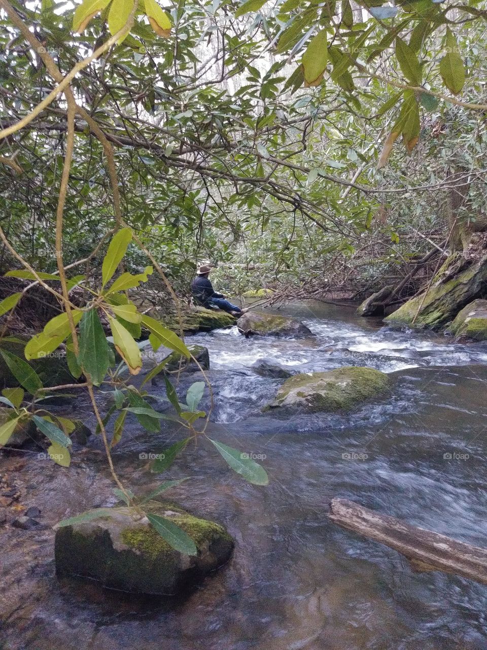tranquil, cool, river, fishing, wildcat creek, Mountain Laurel, peaceful, moss, rocks