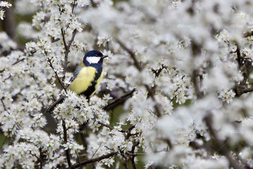 Small cute bird sitting on tree branches surrounded by beautiful tree blossom in spring 
