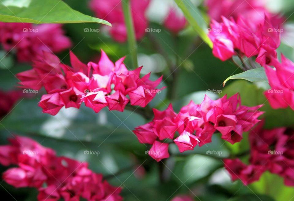 pink flowers like paper orgami shapes