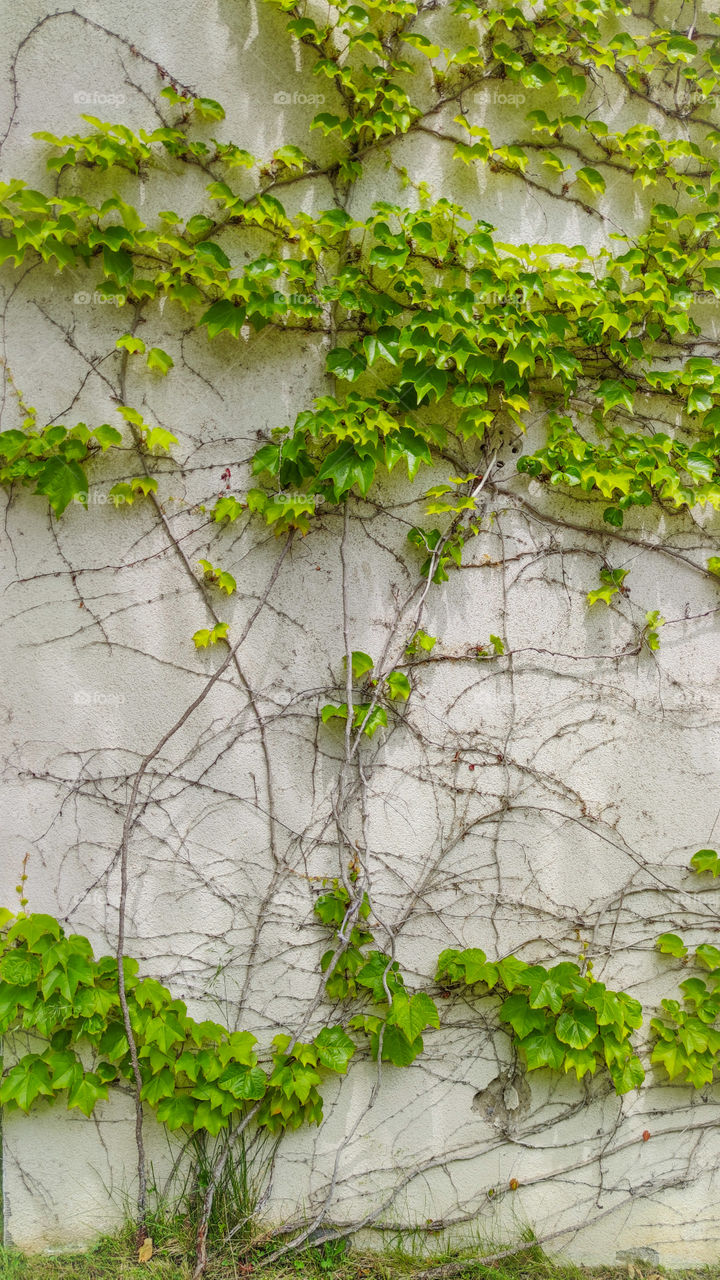 Ivy on a wall