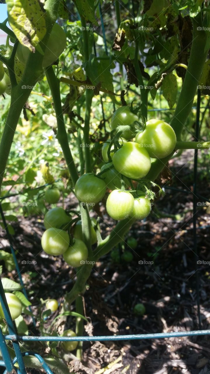 Young Tomatoes