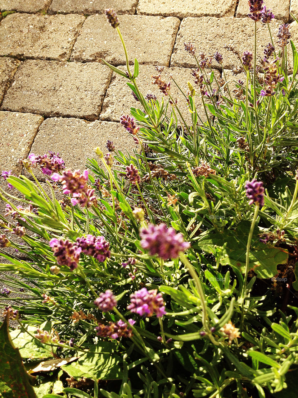 green flower purple plant by pellepelle