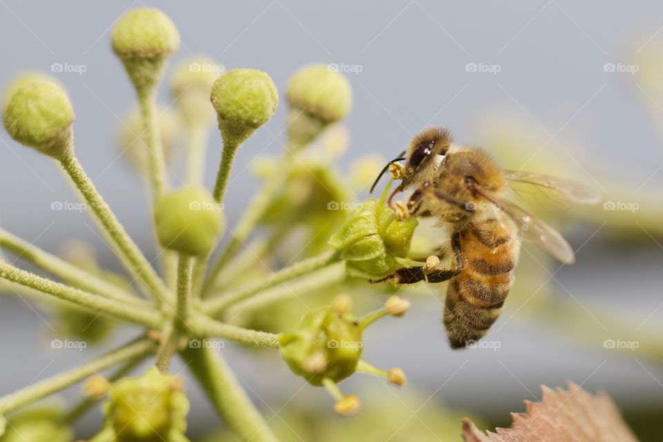 Bee pollinating on Flower