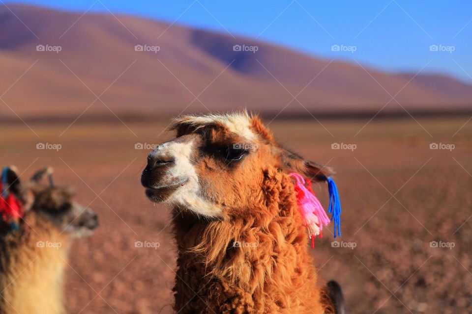 llama