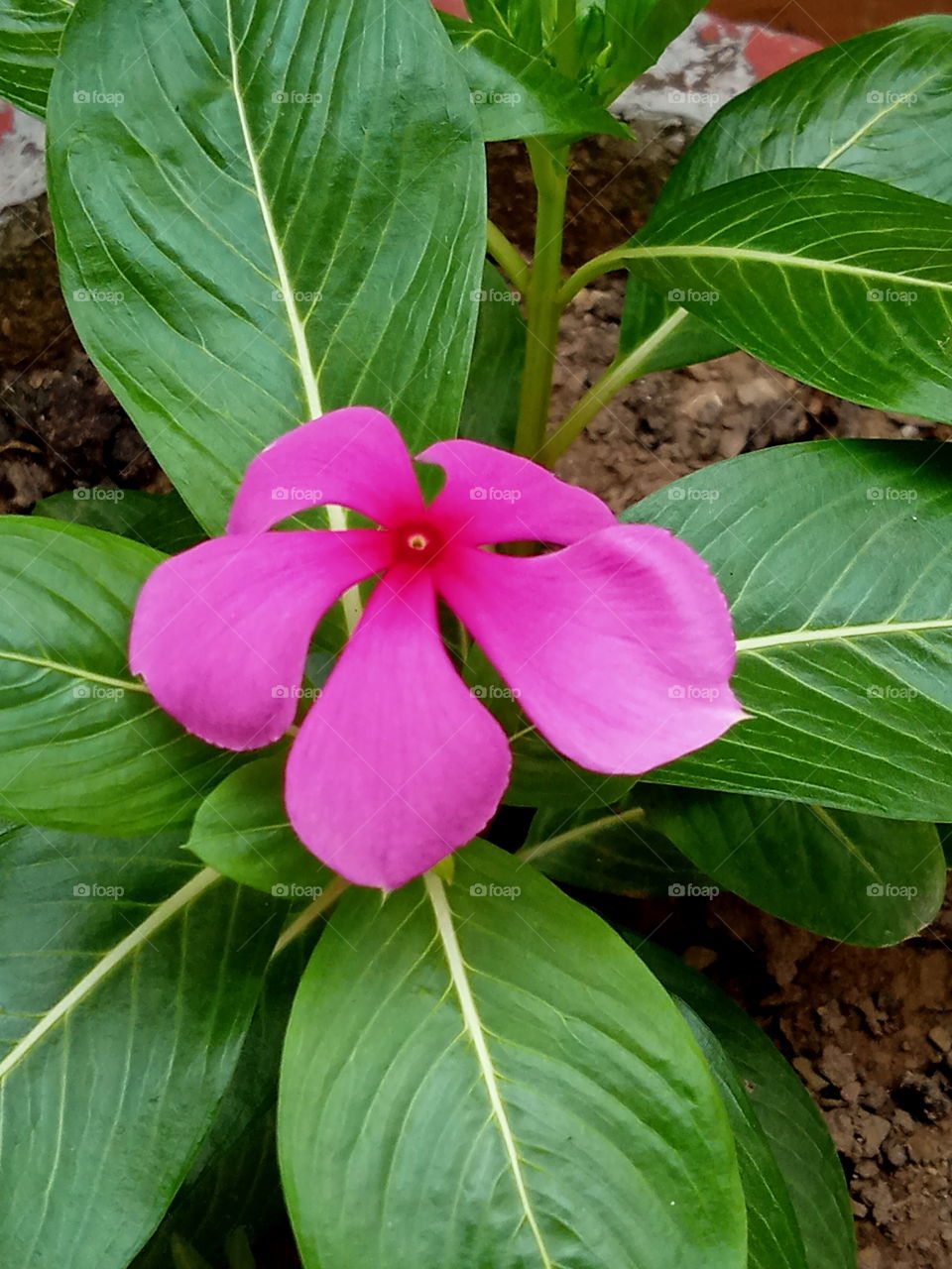 Complementing the marvel of each other