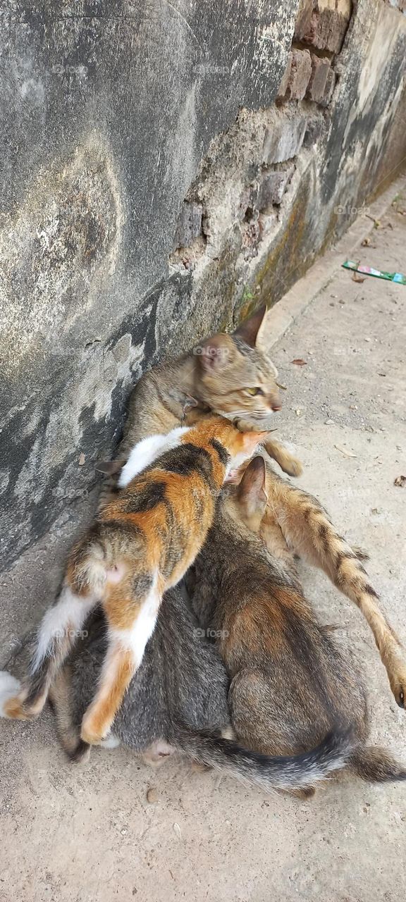 Mother cat with her nursing kittens