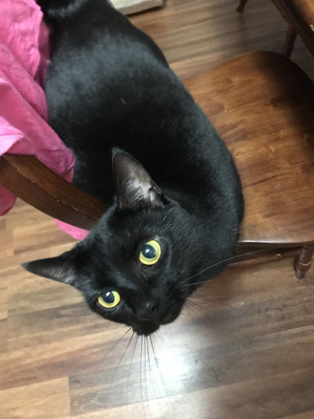 Starla Kitty