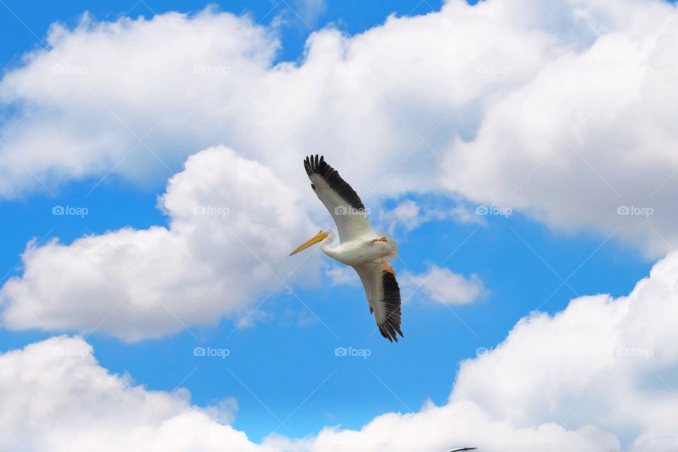 White pelican flying on the sky