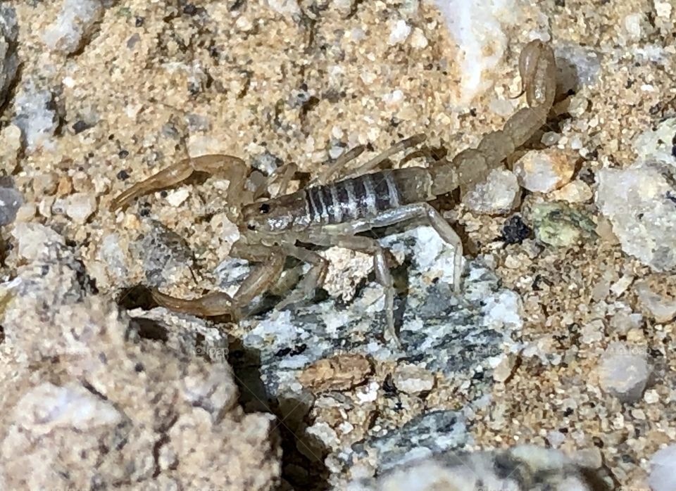 Serradigitus joshuaensis scorpion 