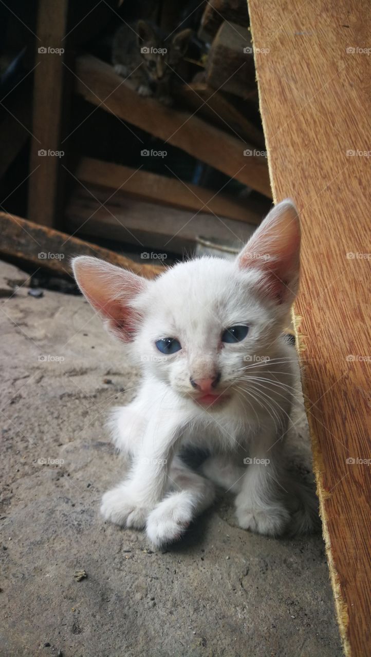 White Cat with Blue eyes