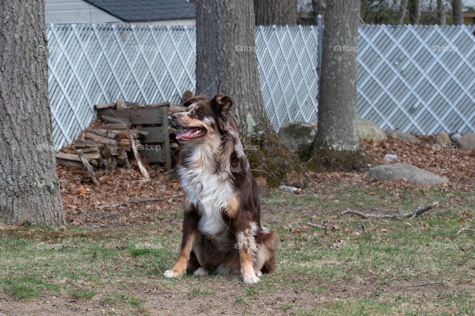 Australian Shepherd relaxing 