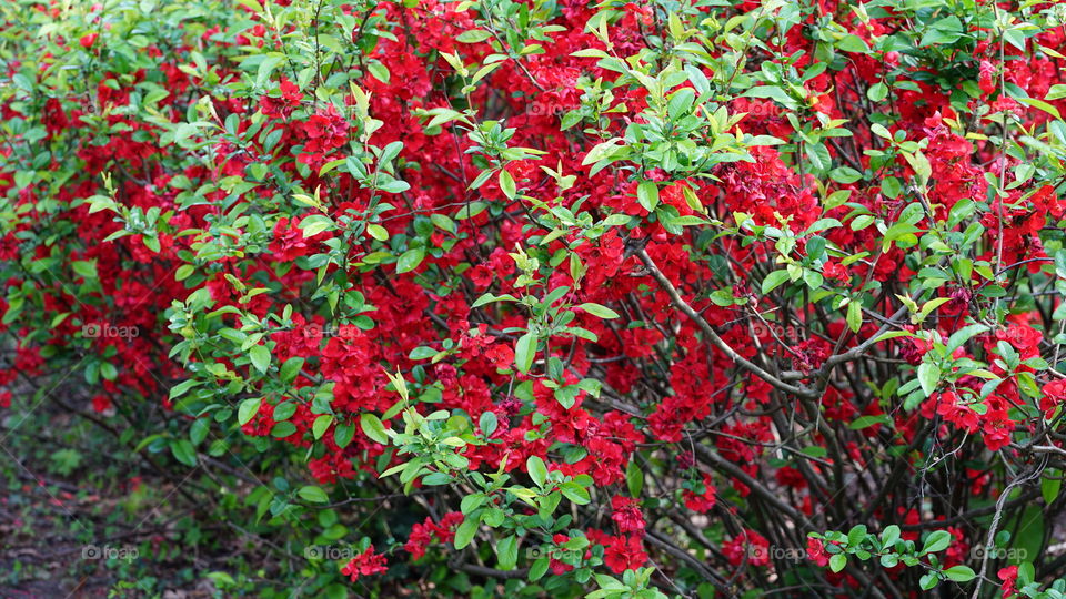 Red flowers during spring in Antwerp