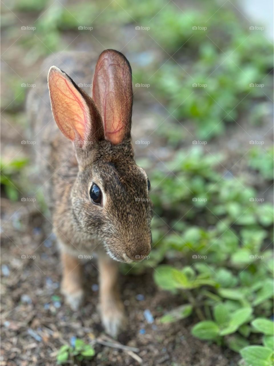 Sweet young bunny close up and friendly.