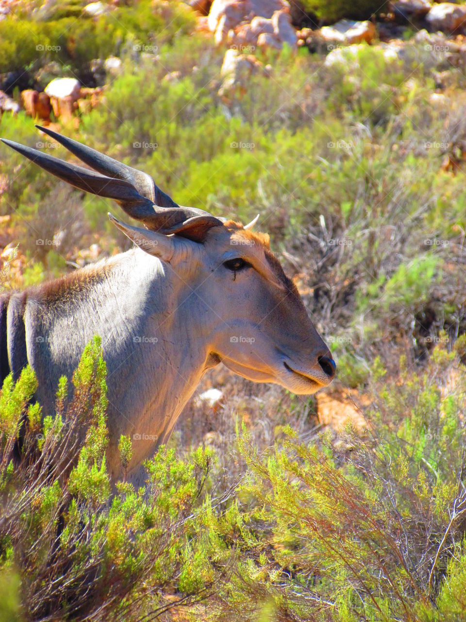 kudu