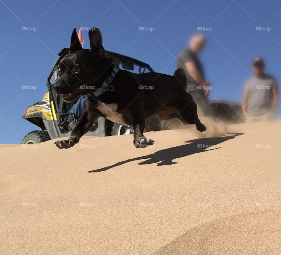 Dog loves the sand dunes