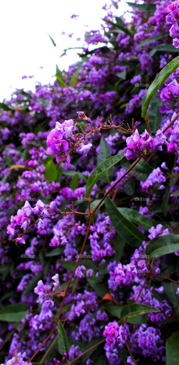 violet tree