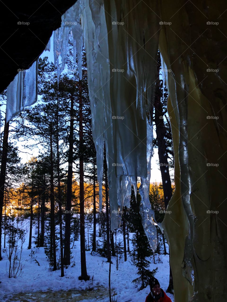 Ice in the Woods 