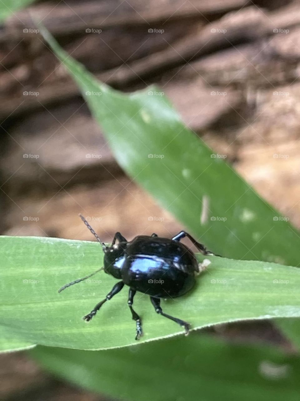 Folhas de grama verde sobre as quais caminha um inseto azul escuro. No fundo terra é pequenos gravetos.