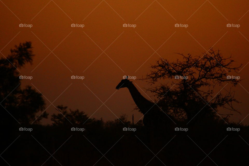 Africa giraffe sunset