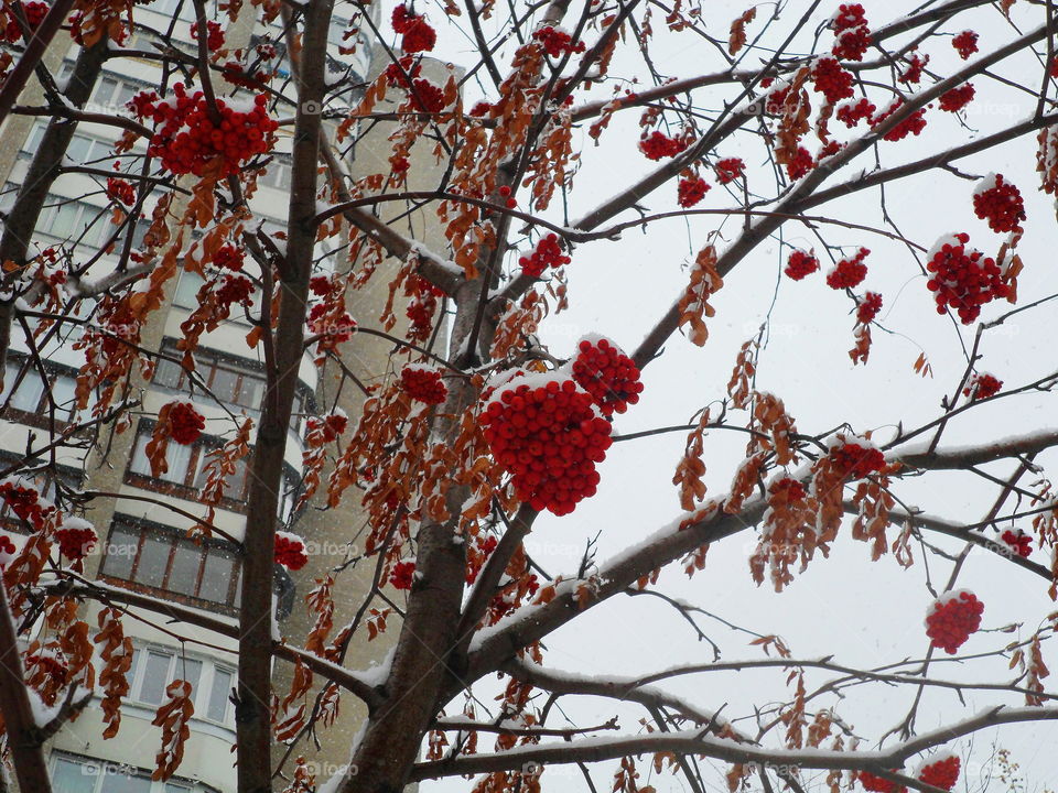 red rowan berries on a tree under the snow