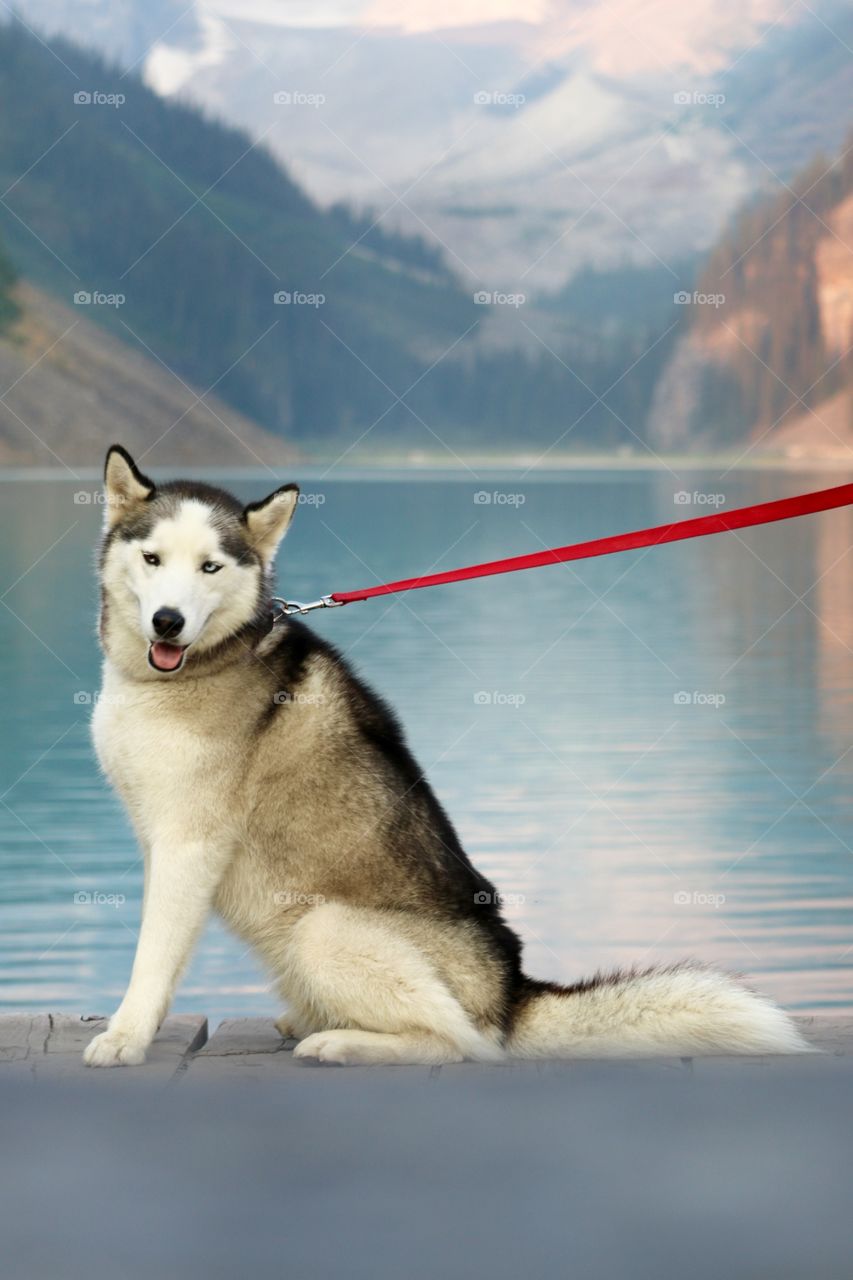 Blue-eyed smiling Siberian husky dog on red leash sitting beside beautiful Blue turquoise Lake Louise in Canada's Rocky Mountains in Banff, 