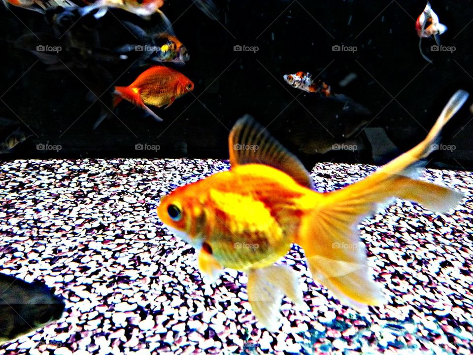 gold fish