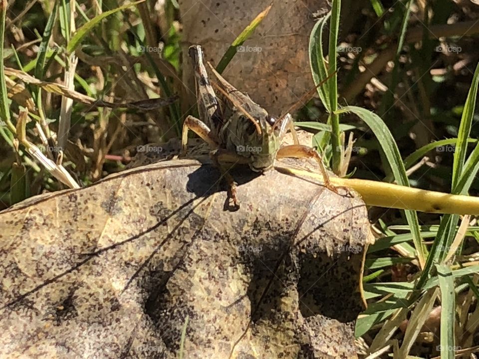 Grasshopper on a fall leaf. (Let your kids explore and be kind to creatures. ). It’s so cool to see them up close!!  Creatures have a purpose