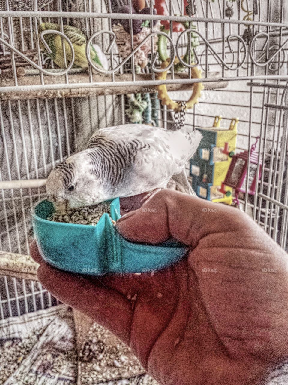 Sally the Budgerigar