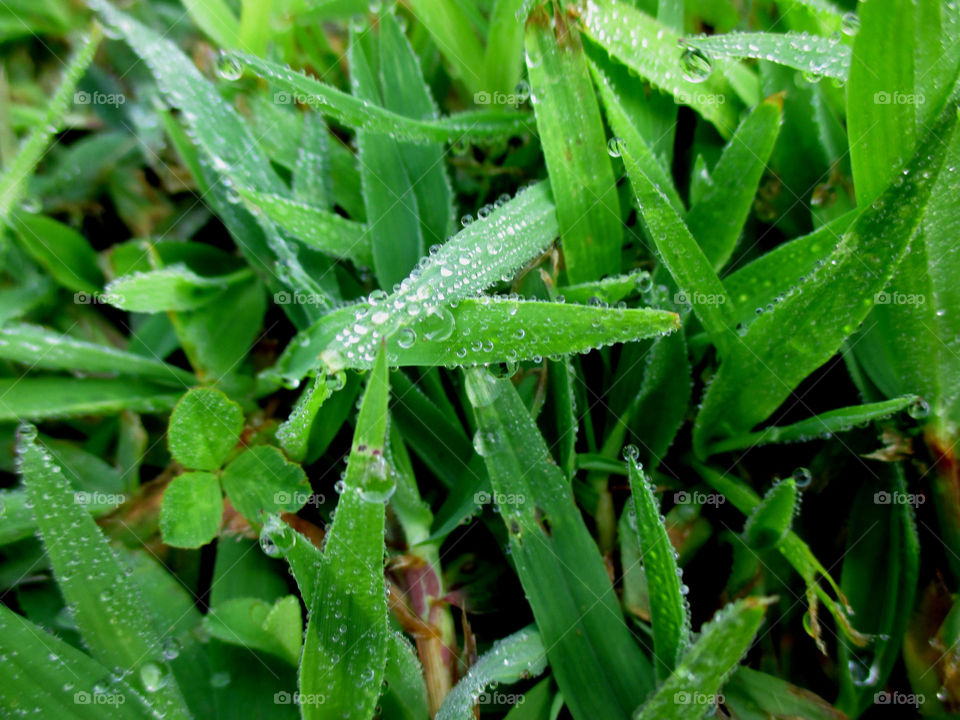 Dew drops. Green grass with morning dew