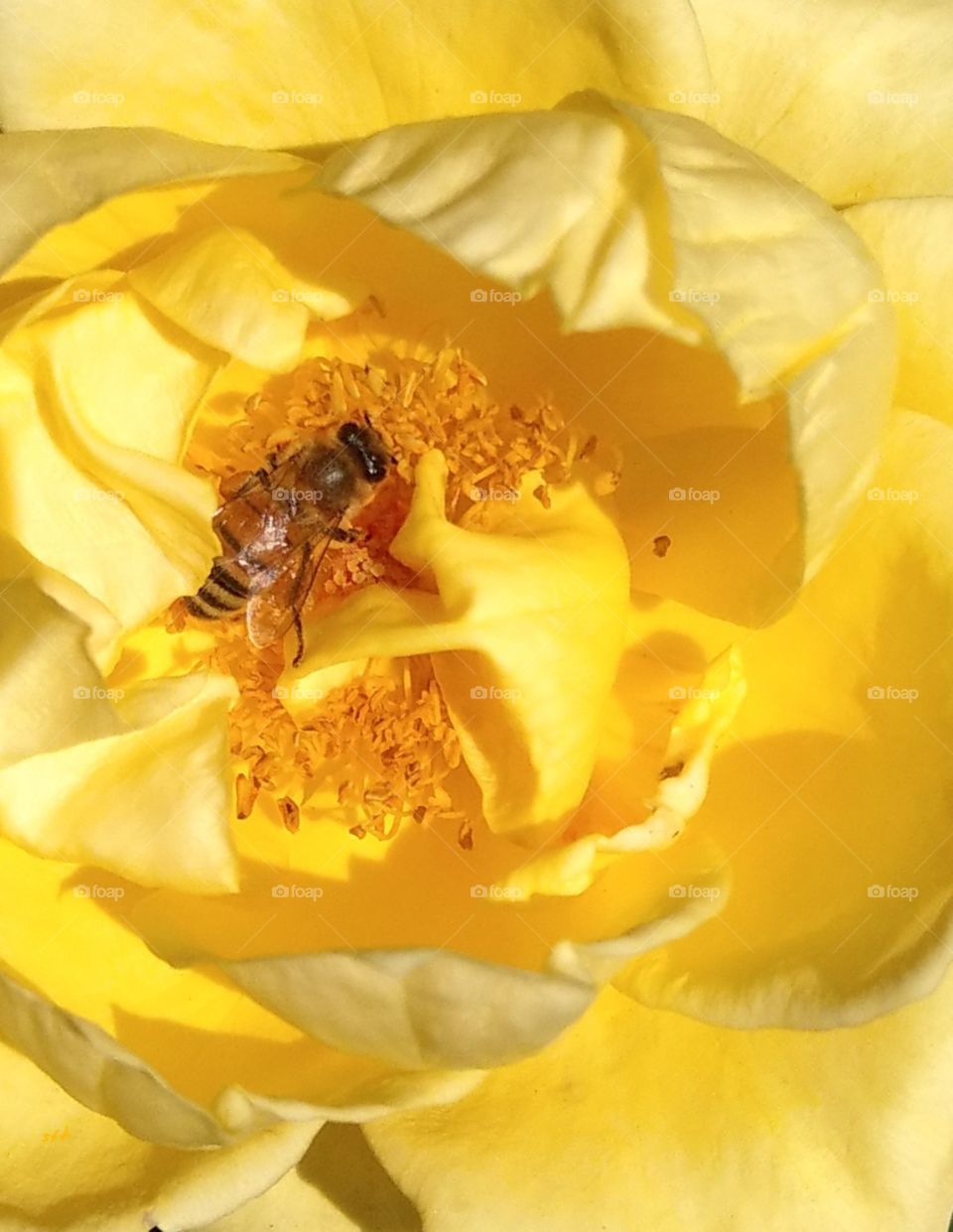 The closeup of a yellow rose. a bee parked on the flower. the nectar of love is like this rose, so sweet and bright, also beautiful.