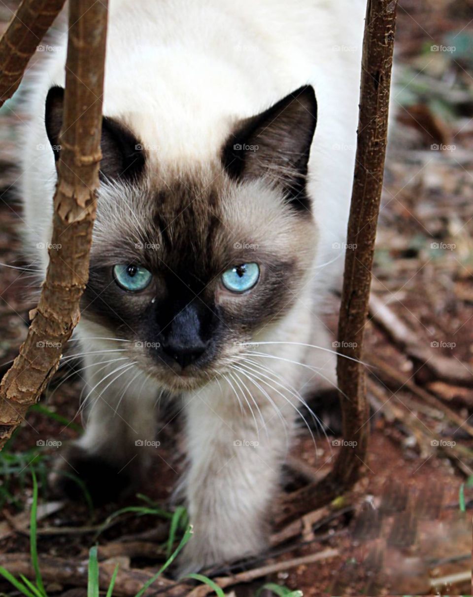 Beautiful Siamese Pet Cat Hunting in the Branches 