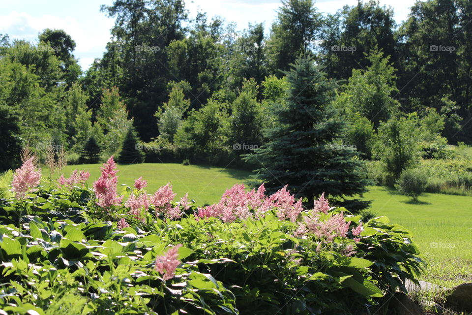 summertime in the backyard