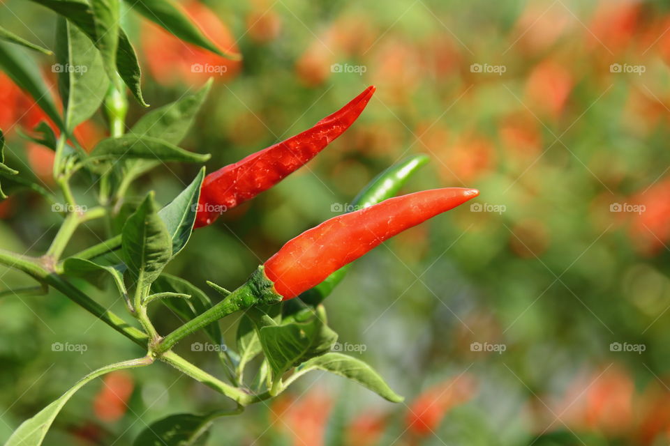 chilli, red