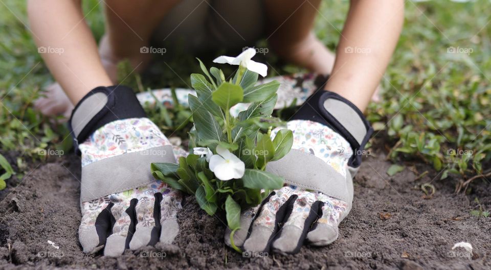 planting plants