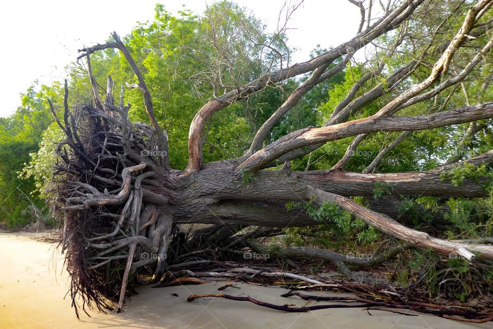 Uprooted tree on the beach