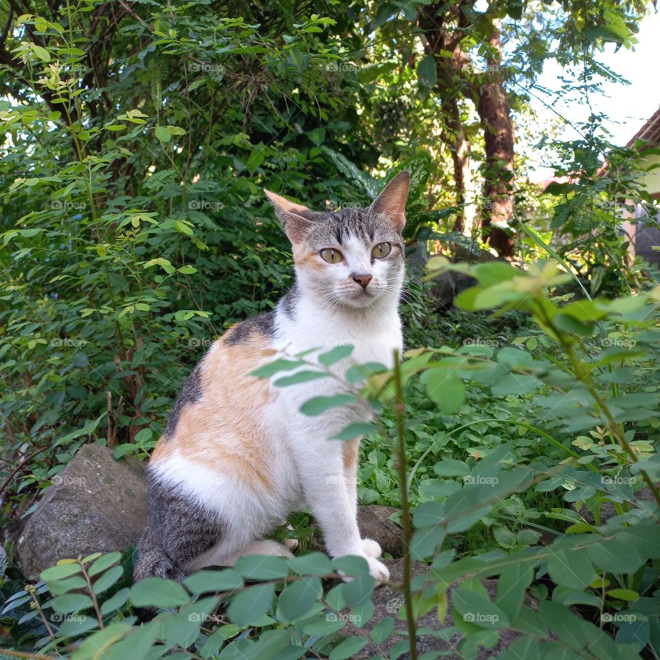 A beautiful and cute cat among the weeds