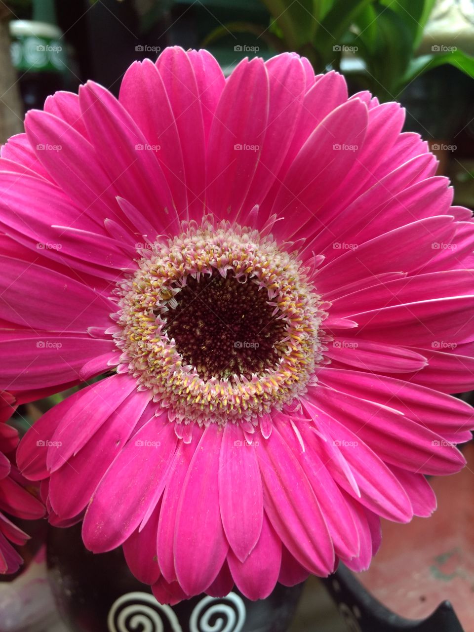Beautiful pink flower 2