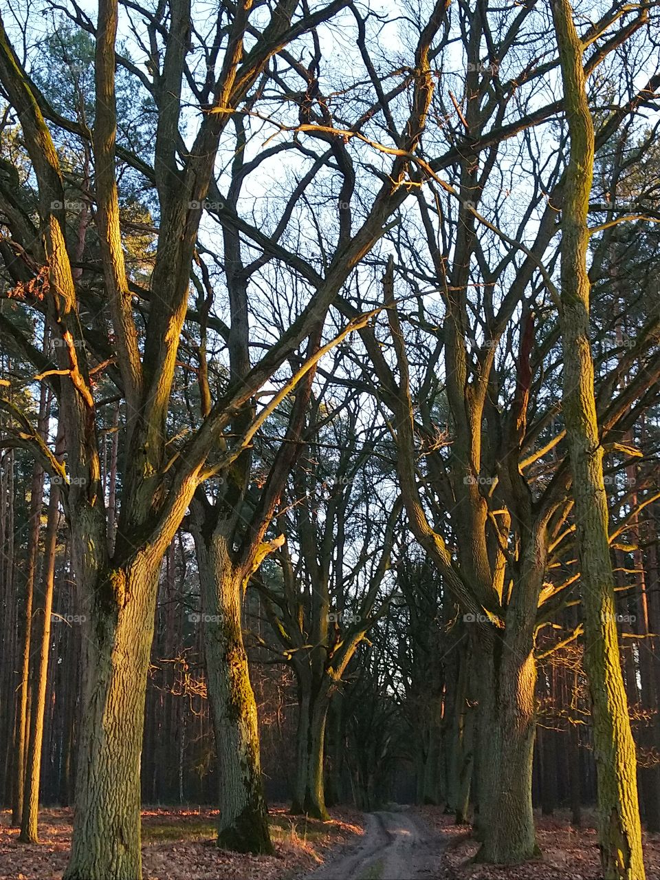 Polish nature, trees