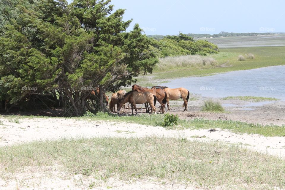 Wild horses on Carrot Island. Wild horses on Carrot Island, North Carolina.