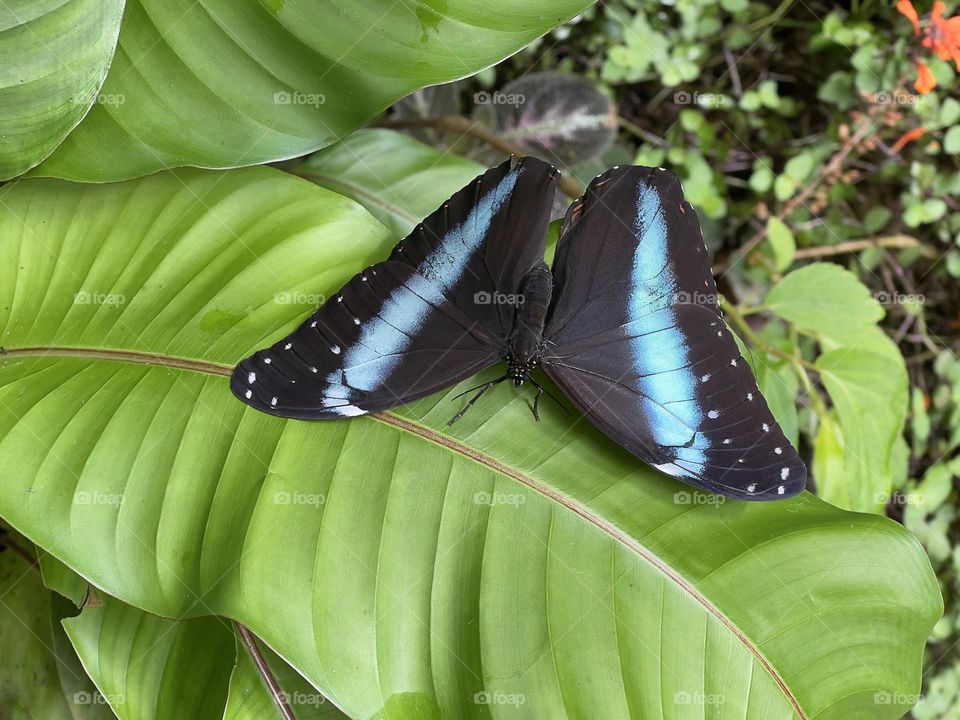 Big tropical butterfly sits on the green leaves 