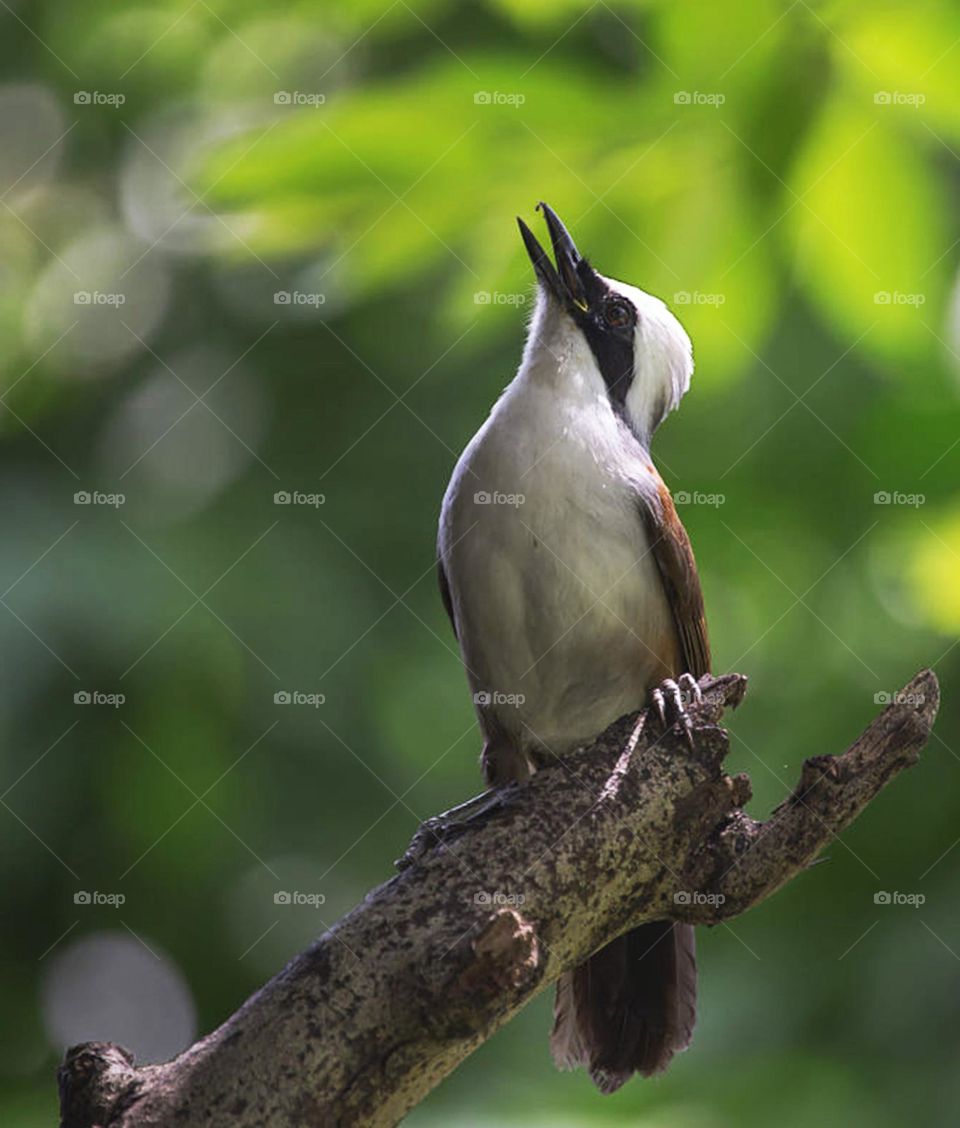 Vietnam wildlife  Pictures