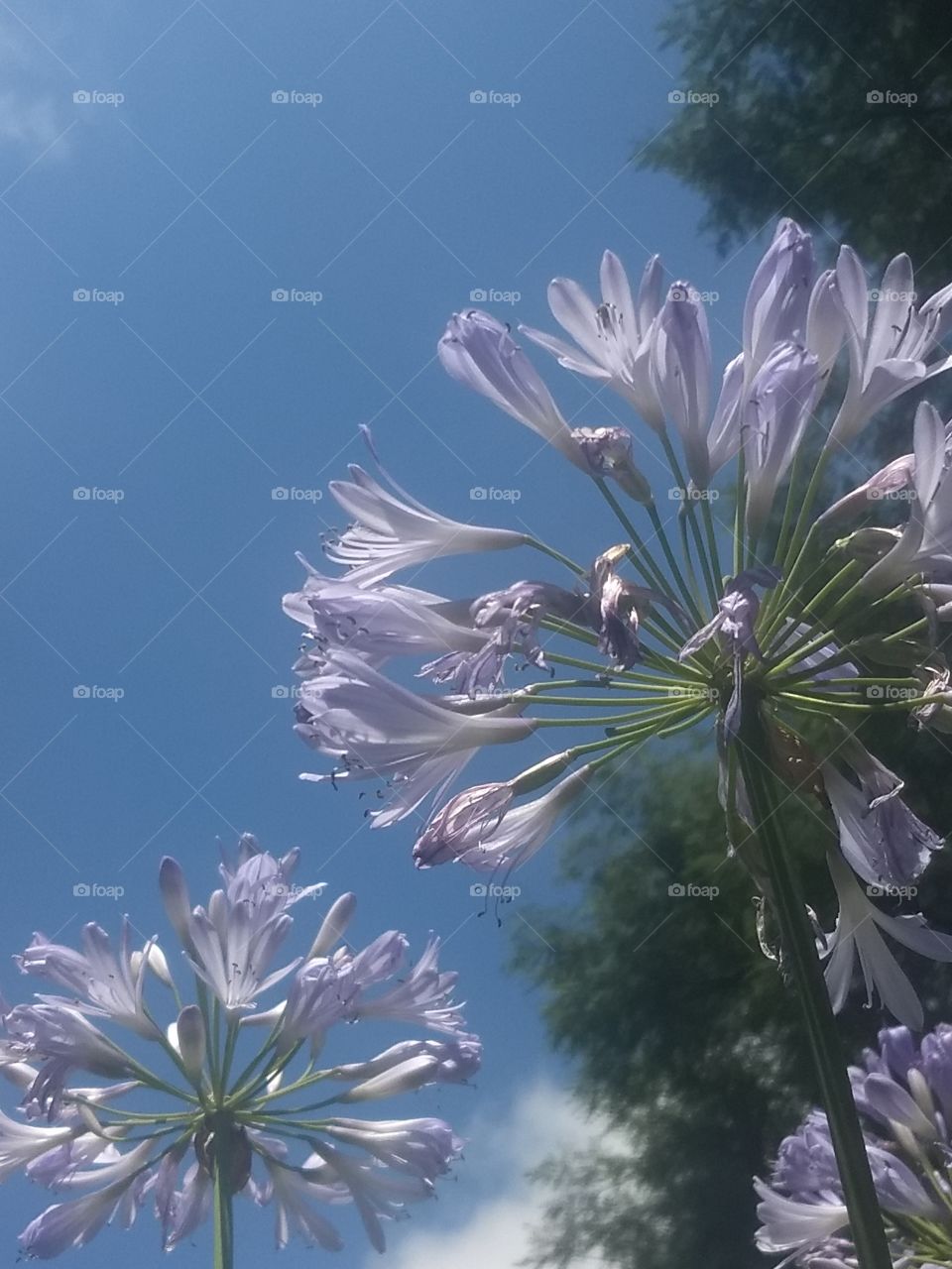 agapanthus and Blue sky