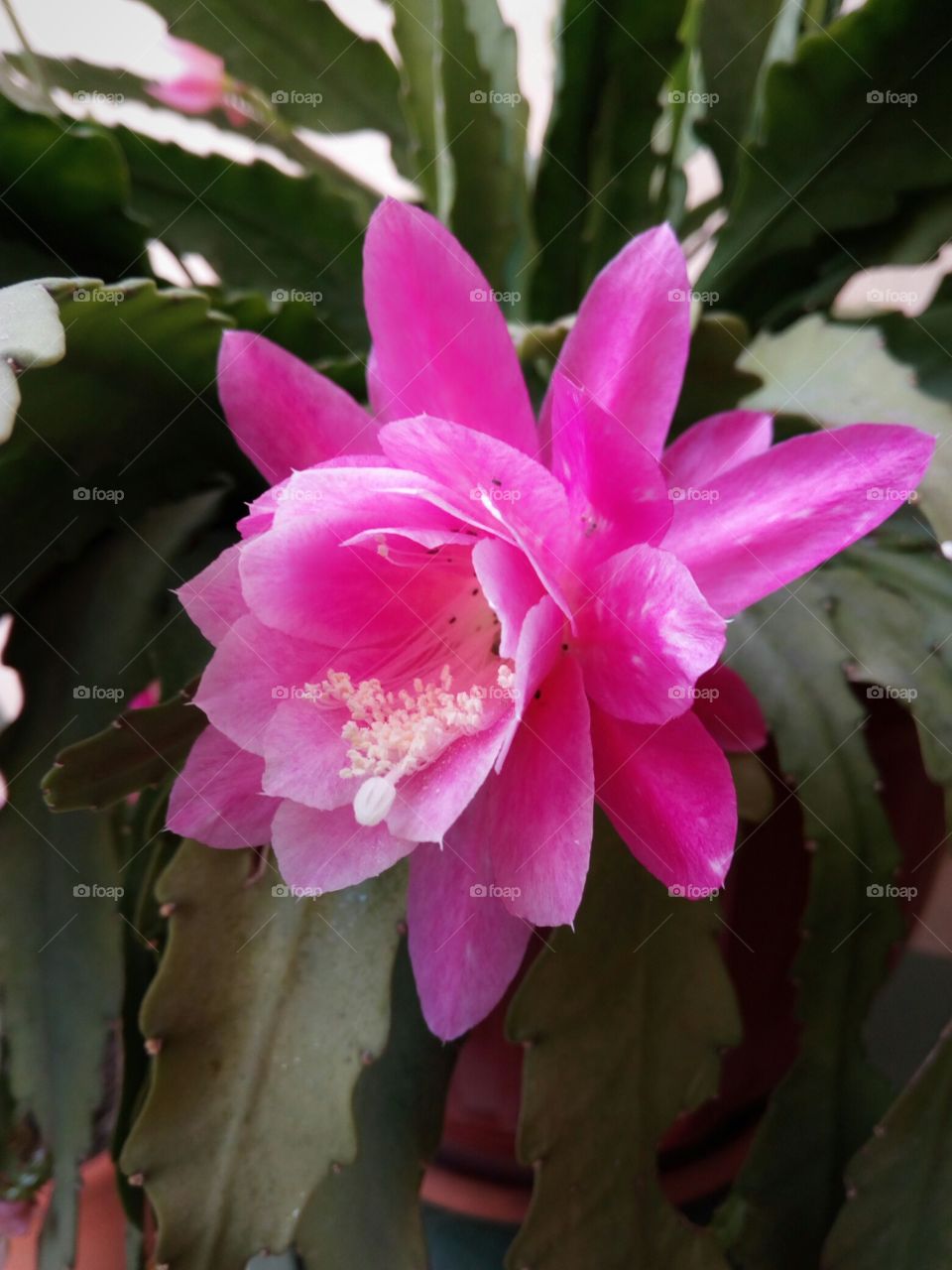 flora,petal,color,nature