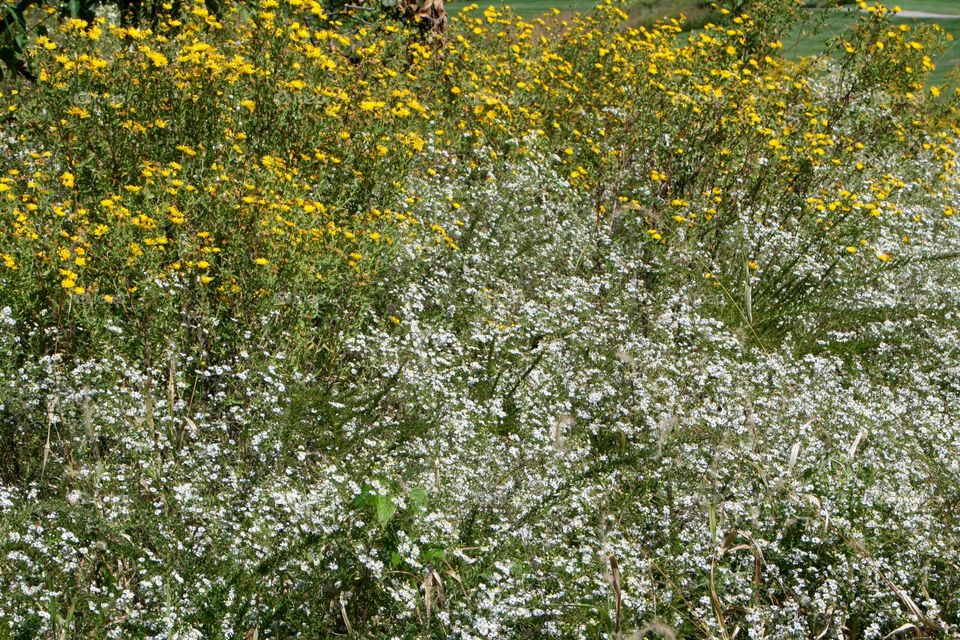 Wildflowers 