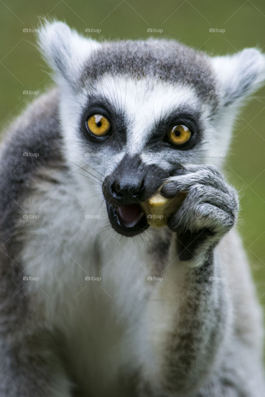 Portrait of a lemur eating food