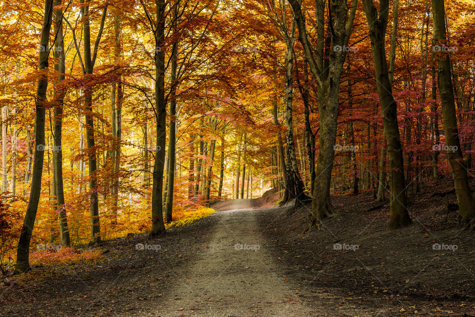 Fall, Wood, Leaf, Tree, Landscape