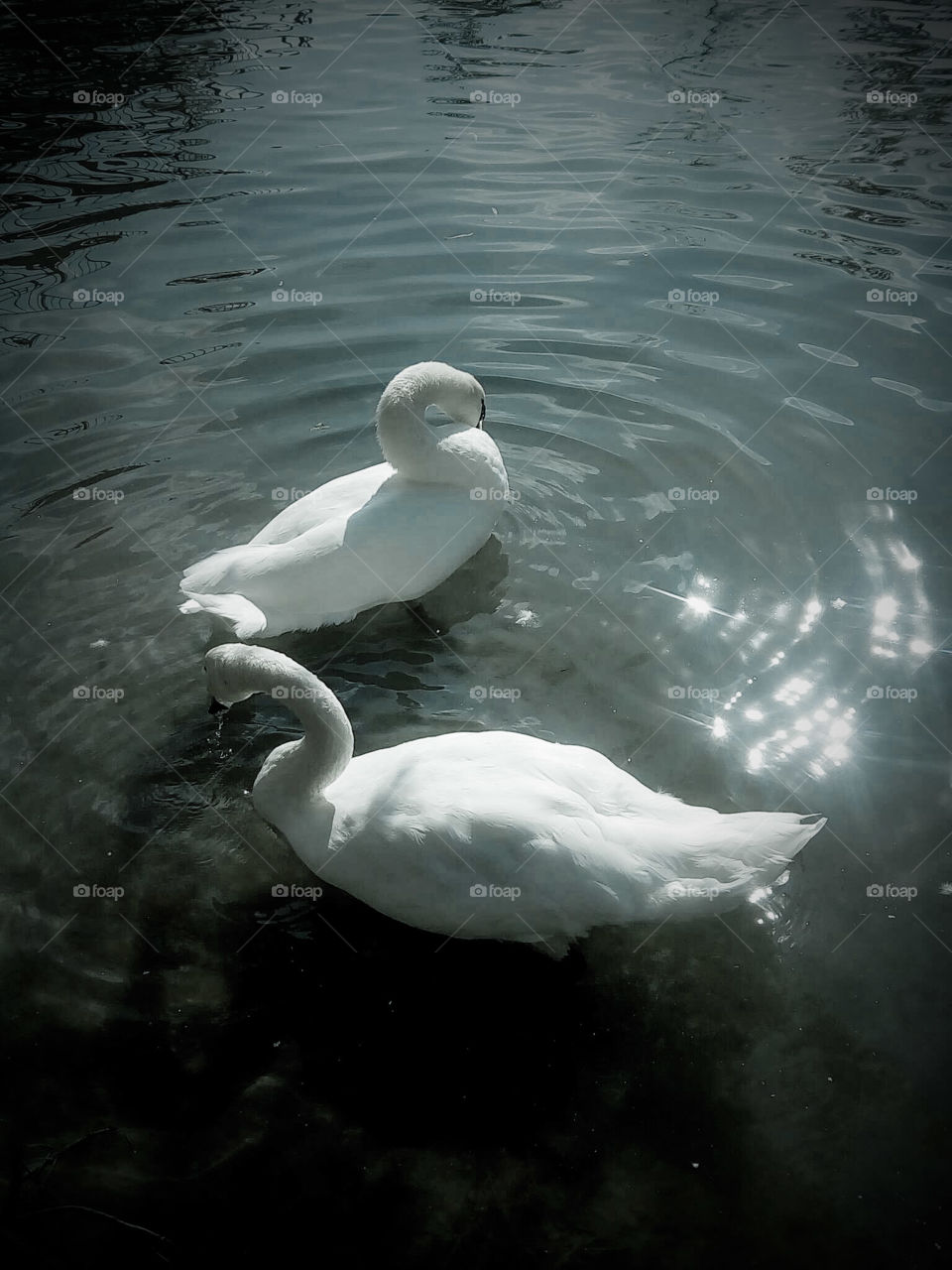 Beautiful swans.